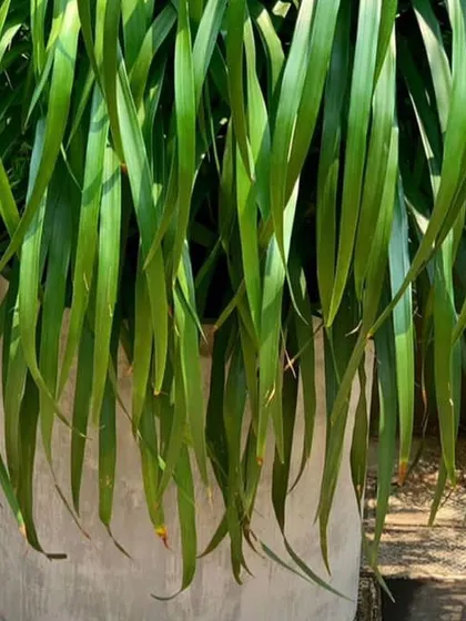 A Ponytail Palm in a round concrete planter, a unique and low-maintenance plant for outdoor spaces.