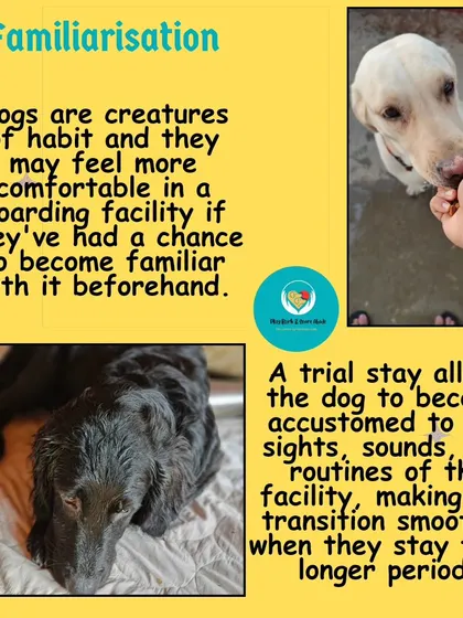 Familiarization is everything. Letting your dog get used to the new environment beforehand makes their actual boarding stay feel less like a strange place and more like a second home.