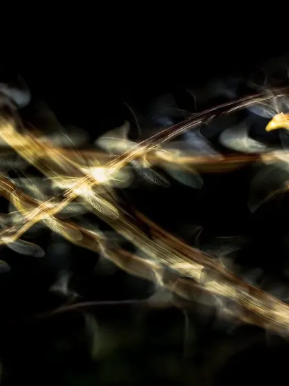 The crisscrossing light trails of termites create a chaotic yet beautiful abstract image.