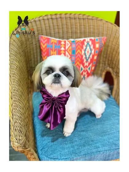 Rolly the Shih Tzu looking very stylish in a purple satin bow. His haircut is neat and perfectly frames his sweet face.