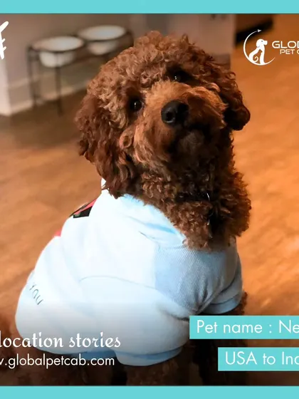 Meet Newt, a lovely Poodle who we helped relocate from the USA back to India. We handle both import and export services, navigating the regulations for each country.