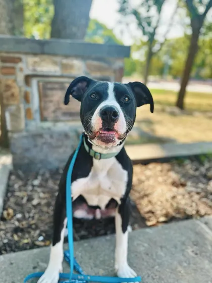 Bart is about a year old and does well with older children. He would do best as the only dog or with a passive dog.