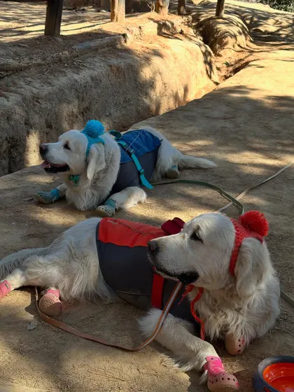 My dogs geared up for a cold day's hike. The hats and booties are not just cute, they provide essential warmth and paw protection.