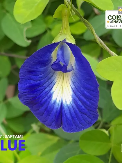 The enchanting Butterfly Pea flower, or Clitoria ternatea, dazzles with its vibrant blue petals. It's edible and famously used to make color-changing teas.