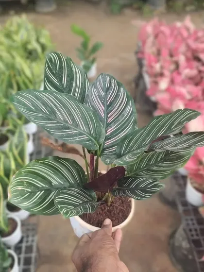 The Calathea Ornata, or Pinstripe Plant, has stunning leaves that look like they've been hand-painted with pink stripes. It's a beautiful but slightly more demanding indoor plant.