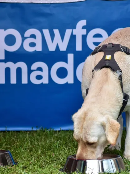 A happy Labrador enjoying a bowl of our fresh food at the pet brunch. That's a satisfied customer!
