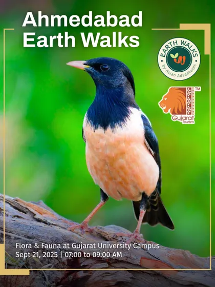 The Rosy Starling, a beautiful migratory visitor, is the star of this poster for our Ahmedabad Earth Walk. We time our walks to coincide with seasonal migrations, offering chances to see spectacular species.