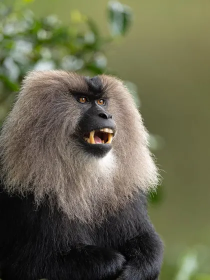 A portrait of a male Lion-tailed Macaque, showing the intensity in its eyes.