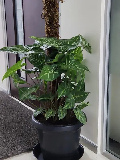 A Syngonium plant climbing a moss pole. This is a versatile and fast-growing plant that we often recommend for office spaces.