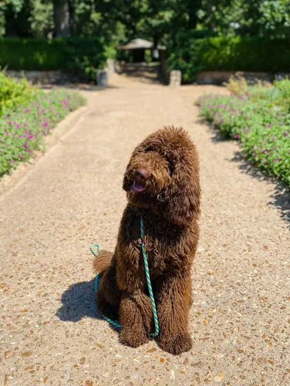 London, a recent bootcamp graduate, sitting politely on a park path. She learned better ways to get attention and her owners learned how to handle her reactivity.
