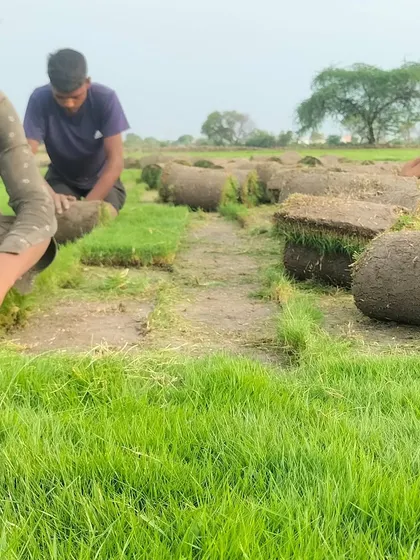 My team at work, carefully preparing the grass rolls. It's a collaborative effort to ensure every order is perfect.