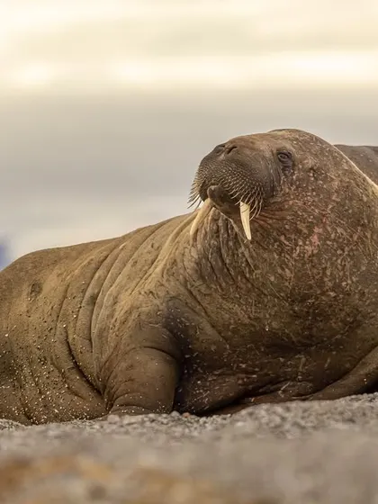 A close-up portrait of a walrus, highlighting the textures of its skin and its impressive tusks. These intimate shots are possible due to our patient, ground-level approach on zodiac landings.