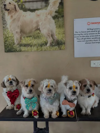 At Therpup, every festival gets a furry twist. Here's our squad celebrating Raksha Bandhan, honoring the special bond we share with our four-legged protectors. These cuties, all dressed up, are our in-house rescue dogs who are the heart of our cafe.