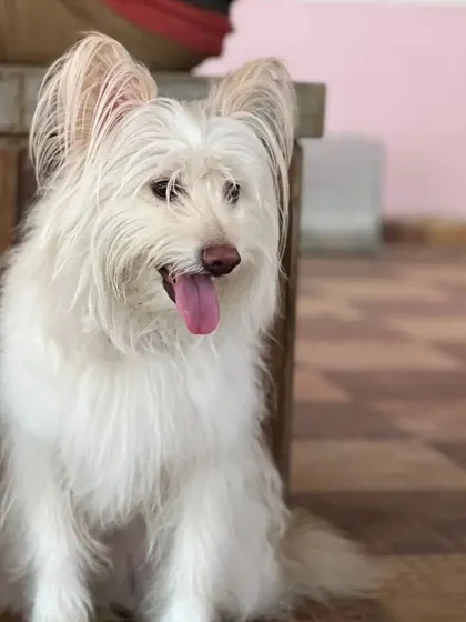 This fluffy white dog is sitting patiently by a wooden bench, feeling right at home.