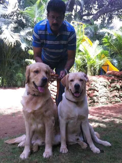 This is a great example of successful training. These two Golden Retrievers are sitting patiently and calmly for a photo in their yard. My methods help dogs learn focus and impulse control in any environment.