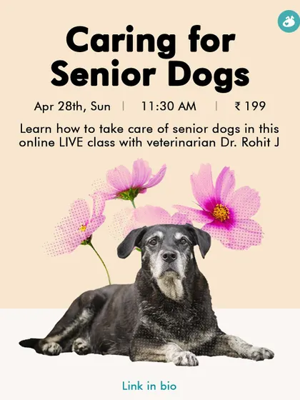 As dogs age, their needs change. Our 'Caring for Senior Dogs' class, led by a veterinarian, covers common health issues, nutritional adjustments, and safe exercises to ensure your dog's golden years are comfortable and happy.