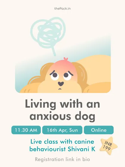 Living with an anxious dog can be tough on you and your pet. My online class on this topic is designed to help you understand the causes of canine anxiety and equip you with management strategies to create a more peaceful home.