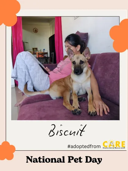 Biscuit, an adopted Indie, has clearly claimed the best seat in the house. This is what being home is all about.