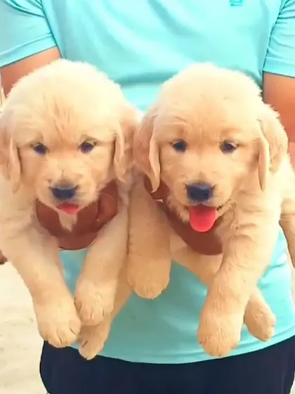Another look at our adorable Golden Retriever puppies. Their blocky heads and sturdy build are characteristics we carefully select for in our breeding pairs.