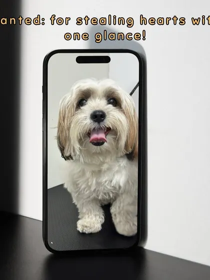 This little one is wanted for stealing hearts with just one glance after his haircut. A tidy trim around the face helps improve vision and prevent eye irritation.