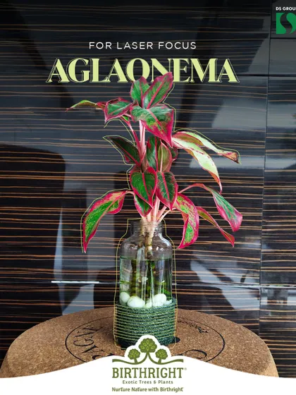 For laser focus during work, I recommend the Aglaonema. Its striking foliage is visually engaging, helping to reduce screen fatigue and improve concentration.
