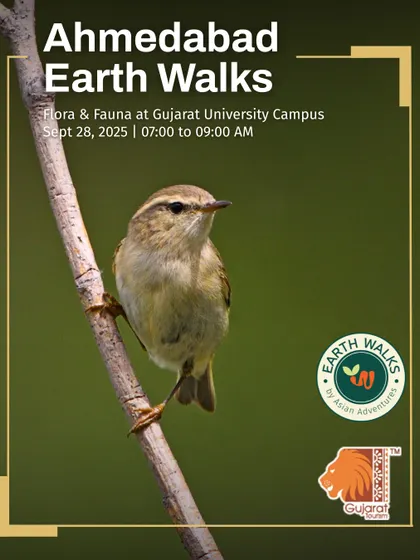 A Common Chiffchaff, a subtle yet charming winter visitor, featured on our poster for a nature walk in Ahmedabad. Our guides help you identify these small warblers and other "little brown jobs" that are often missed.