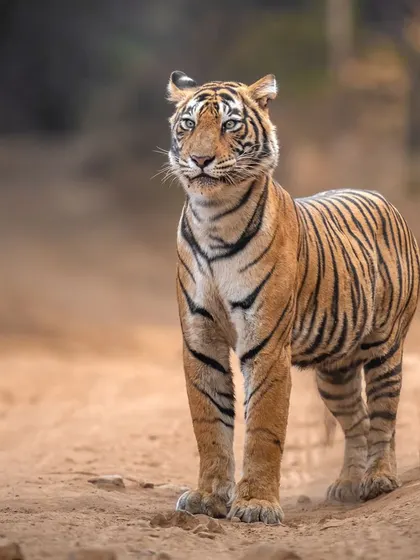 Noorie stands tall, alert and aware of her surroundings. This image captures her regal posture and the beauty of her lineage.