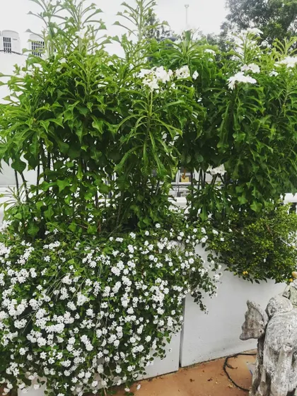 To create a dense, floral display, we used large rectangular planters filled with flowering shrubs and cascading white flowers. This technique effectively creates a living border that is both beautiful and full of life.