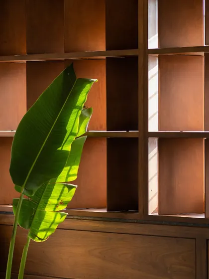 A close-up of the light filtering through the leaves of a plant, highlighting the natural elements we brought indoors.