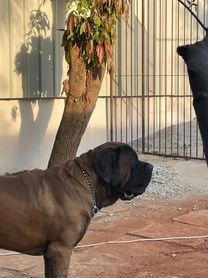 A majestic Mastiff surveys his domain during our renovation. We have experience with giant breeds and understand their unique needs.