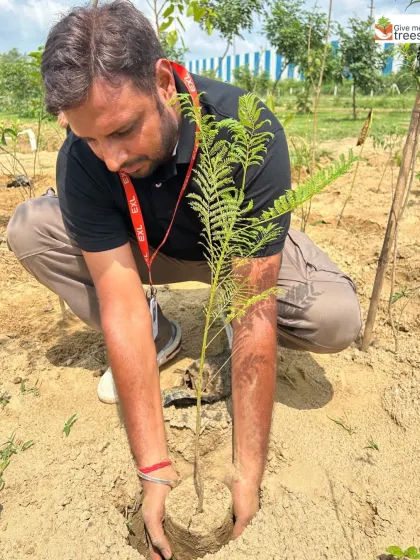 These images showcase individual employees from EXL, Marsh, Amdocs, Telus, HCL, and Northern Trust deeply engaged in the act of planting. Each photo captures a personal moment of connection with nature, showing the focus and care that our corporate volunteers bring to these drives.