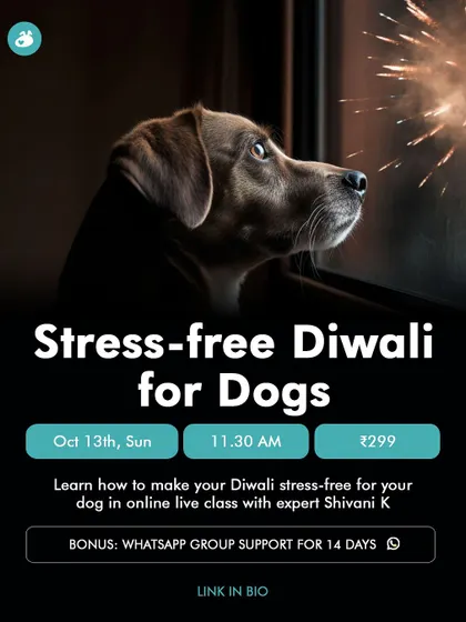 Anxious dogs find festive seasons like Diwali particularly challenging. This poster is for my "Stress-free Diwali for Dogs" online class, where I share actionable tips to prepare your dog for the loud noises and extra activity, complete with WhatsApp group support.