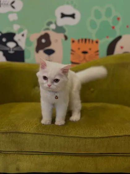 We are pawsitively in love with our feline clients too! This little white kitten, Nila, is looking extra fluffy and happy after her gentle grooming session in our calm and cat-friendly environment.