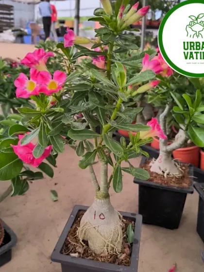 A pink Desert Rose with a beautiful thick caudex, a sign of a healthy, mature plant.