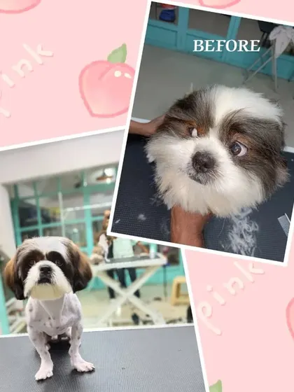 A picture is worth a thousand words. This before and after shot shows the neat, clean lines of a professional haircut on a Shih Tzu.