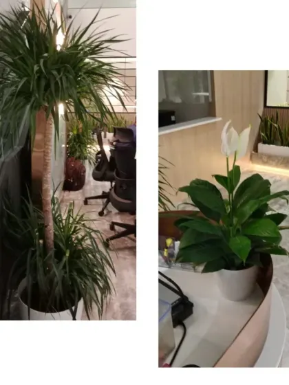 A tall Dracaena adds vertical interest between workstations, while a compact Peace Lily brightens up a reception desk. This shows how we place different types of plants to fit specific spots within an office layout.