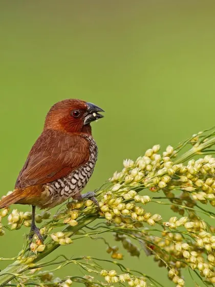 A Scaly-breasted Munia feeding on grains, a common sight in the grasslands and fields of India.