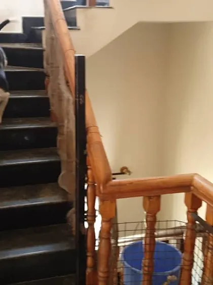The pack exploring the house together. Dogs are free to move between different areas, including up and down the stairs, as a group.