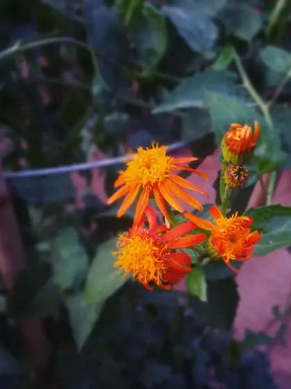 The evening blooms of the Senecio Orange Flame. It's a delightful little flower that adds a pop of bright orange.