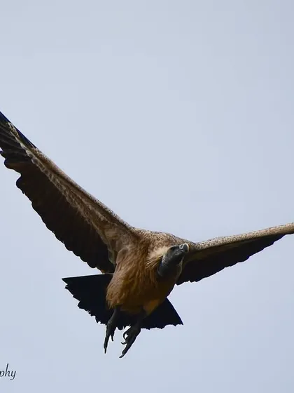 An Indian Vulture in full flight. Capturing these magnificent birds soaring against the sky showcases their grace and power, defying their reputation as mere scavengers. They are crucial for a healthy ecosystem.