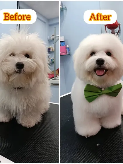Max the Bichon Frise is a perfect example of a "fluff and puff" transformation. His curly coat was scissored into a round, plush shape, creating that signature teddy bear look that is both cute and clean.