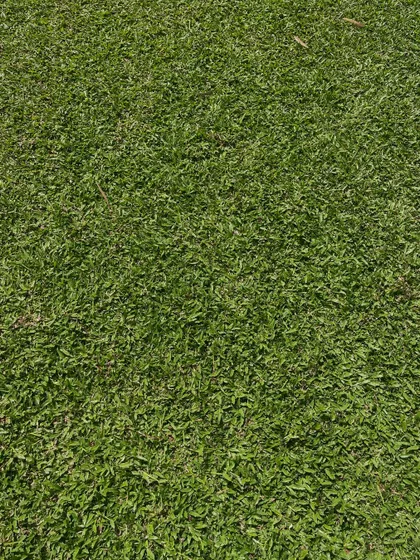 The dense, carpet-like quality of my Pearl grass makes for a beautiful and comfortable lawn.