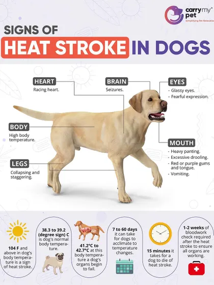 It's crucial to recognize the signs of heatstroke in dogs. This infographic details the symptoms, from a racing heart and glassy eyes to heavy panting and collapsing.
