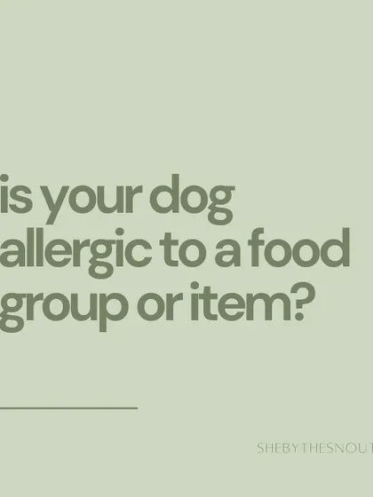 Food allergies can be serious. I take detailed notes on your dog's diet and any known allergies to prevent any issues.