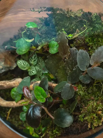 A top-down view of a cylindrical terrarium, revealing the variety of plants with different colors and textures.