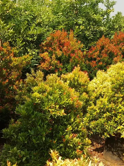 A mix of green and red-tipped shrubs, showing how different varieties can be used together to create texture and color contrast in a garden bed.