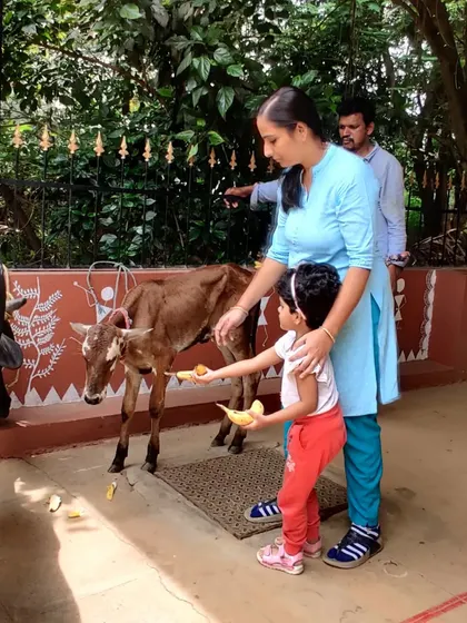 A young girl confidently feeds a calf during an animal visit to our school. These real-world learning opportunities are invaluable for building a child's understanding of the world around them.