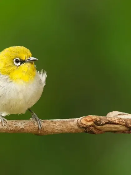 An Oriental White-eye, a tiny, fluffy bird with a distinctive white ring around its eye. Its charming appearance and the clean green background make for a delightful print.