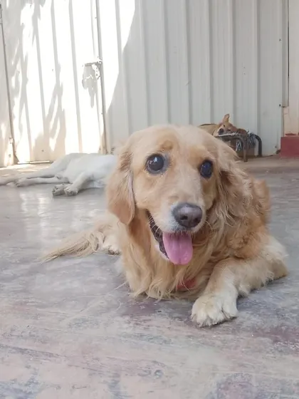 This sweet senior Cocker Spaniel shows off a happy pant while resting. We give special attention to our geriatric guests to ensure their comfort.