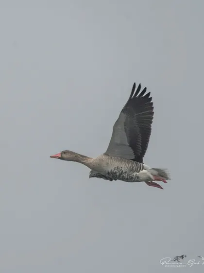 A Greylag Goose in flight, showing its large wingspan and powerful flight.